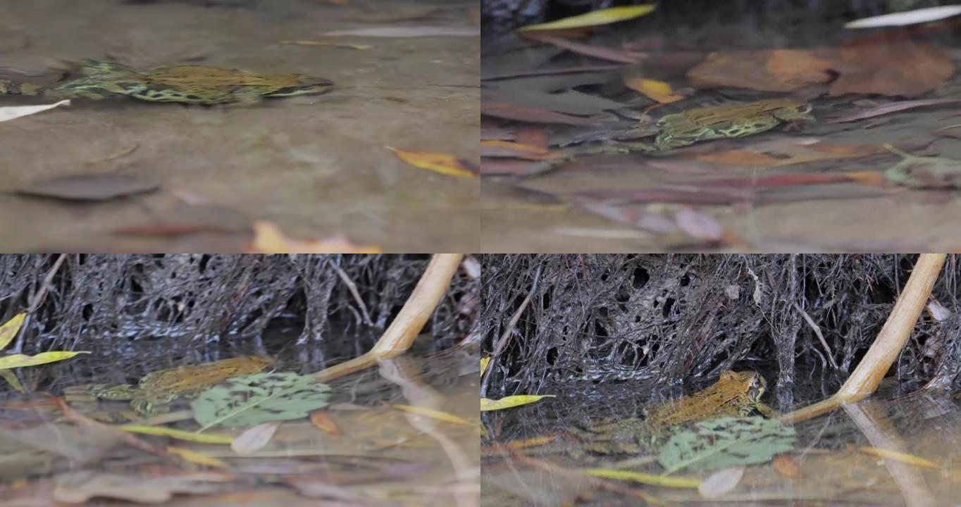 浅水中的普通青蛙。temporaria是一种原产于欧洲的陆生青蛙。