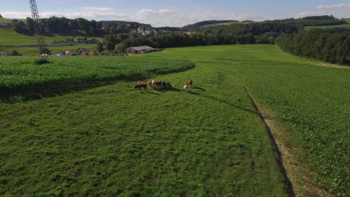 空中无人机拍摄了一个乡村小镇郁郁葱葱的绿色农田