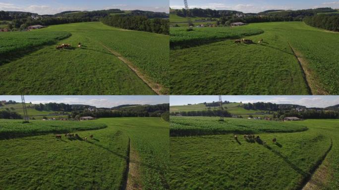 空中无人机拍摄了一个乡村小镇郁郁葱葱的绿色农田