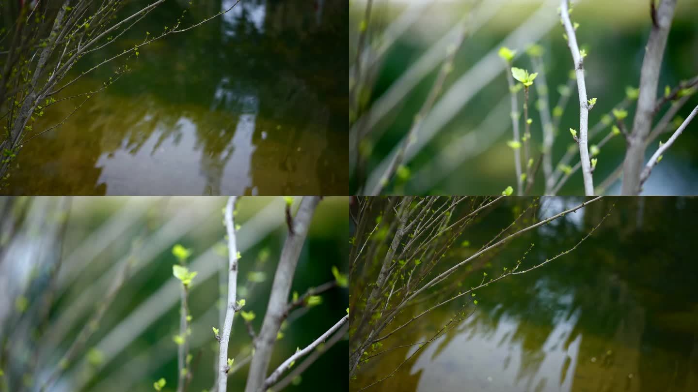 春芽 生机 春天 唯美景象 新芽 嫩芽