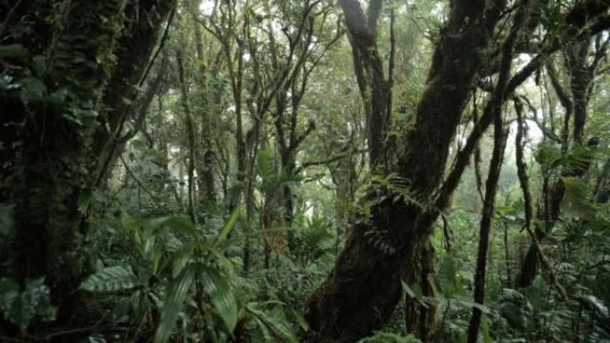 蒙特维德云雾森林，哥斯达黎加