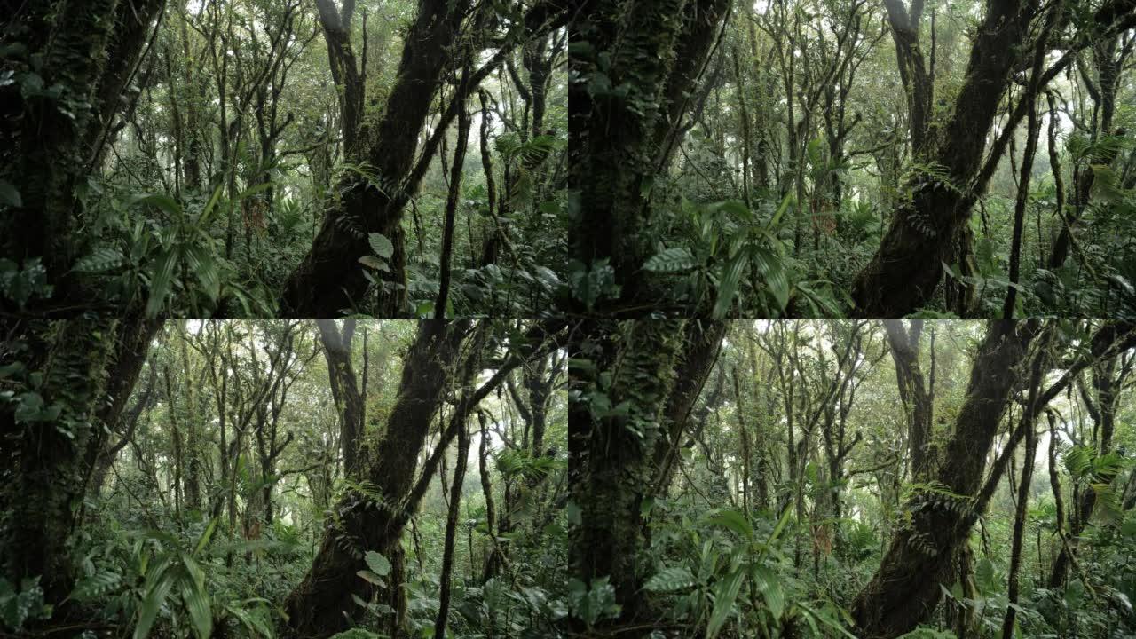 蒙特维德云雾森林，哥斯达黎加