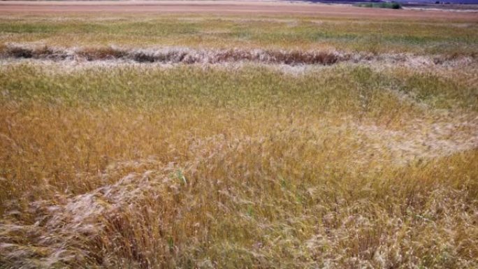 夏季晴天的麦粒田生态农业农田航拍金色麦浪