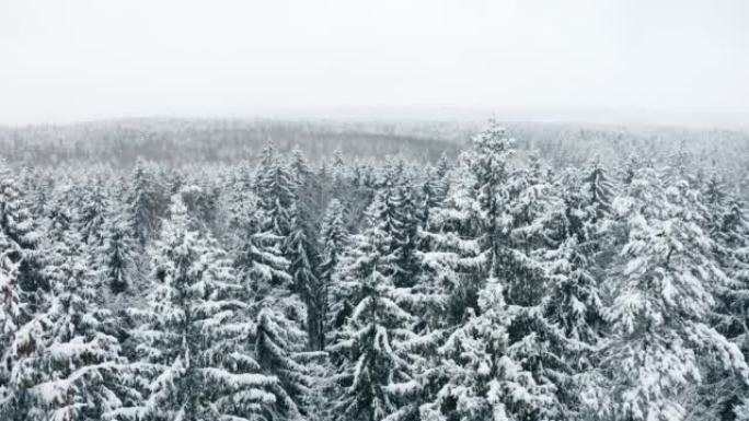 空中风景如画的冰冻森林，积雪覆盖云杉和松树。降雪时的俯视图天桥冬季林地。无人机飞过树梢。雪花落下。飞