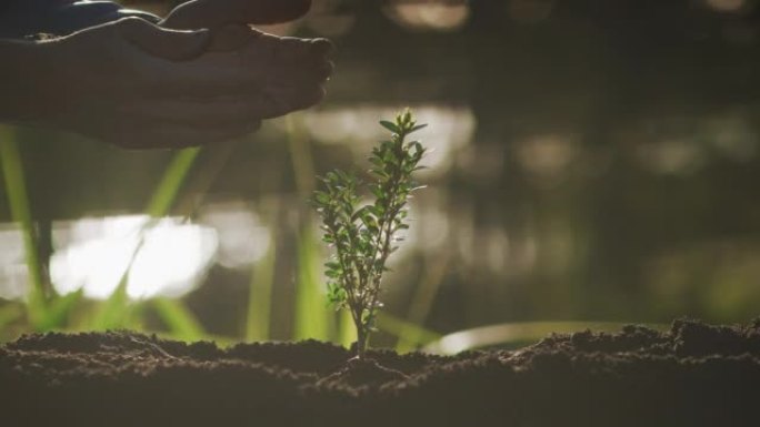 种植一株年轻的植物。拯救地球