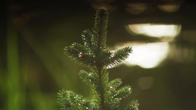 极端特写幼松植物。新的绿色生活