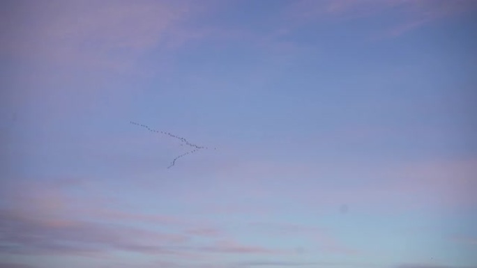 冬天鸟儿飞过头顶，日落之后粉红的天空