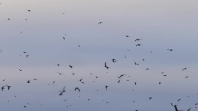 巨大的鸟群在天空和云的空中背景中飞行。天空中飞行的大量汹涌的鸟群，动态形成的八哥群。大风中鸟类的混乱