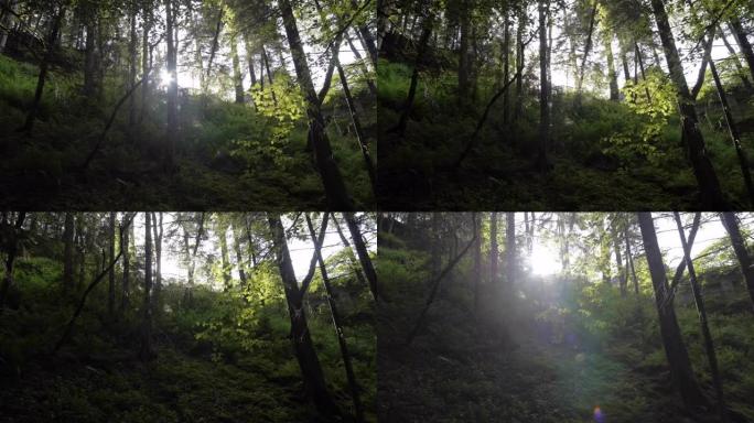 在森林中郁郁葱葱的山坡上拍摄的细节照片，背后是阳光