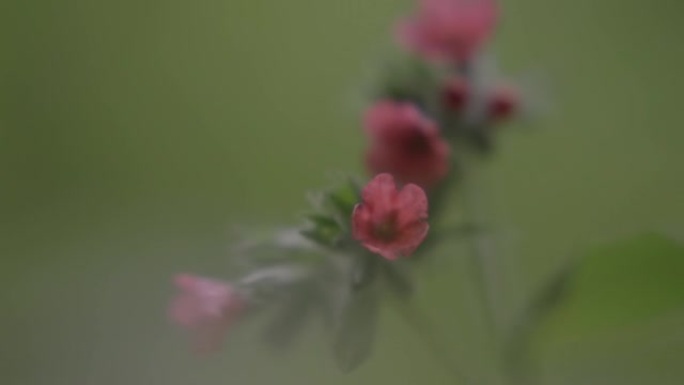 粉色野花的细节照片