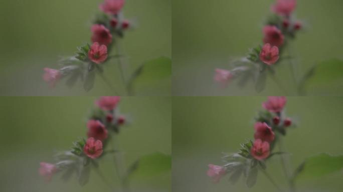 粉色野花的细节照片
