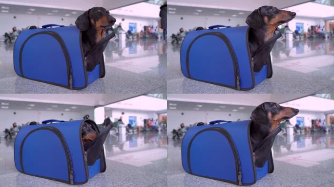 腊肠犬坐在机场或火车站的蓝色宠物载体上，特写镜头。狗躲在里面爬回来。跨海关边境在机舱或行李箱中运输动