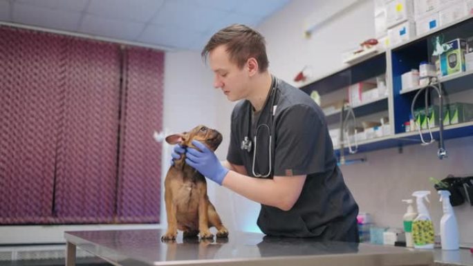 善良的男兽医正在兽医诊所检查有趣的法国斗牛犬，并与它交谈