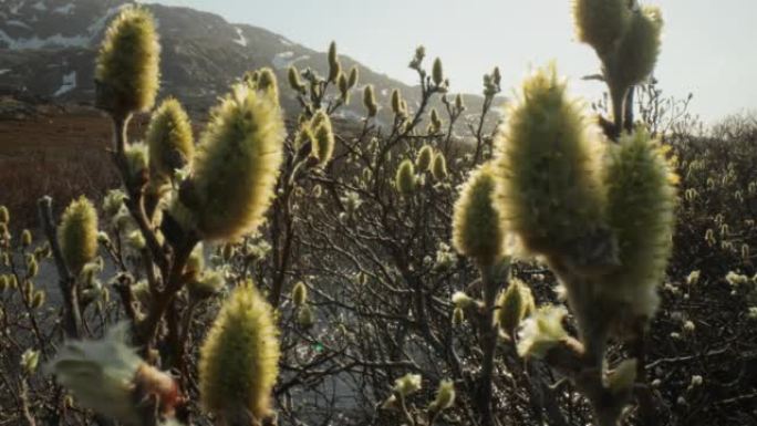 北极苔原。北极矮极柳 (Salix polaris)，即矮柳，主要发现于北极地区的苔原。