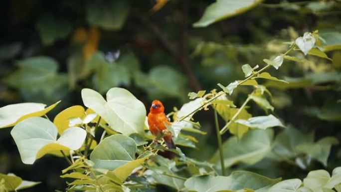 一只红鸟在森林中拍打翅膀的特写镜头