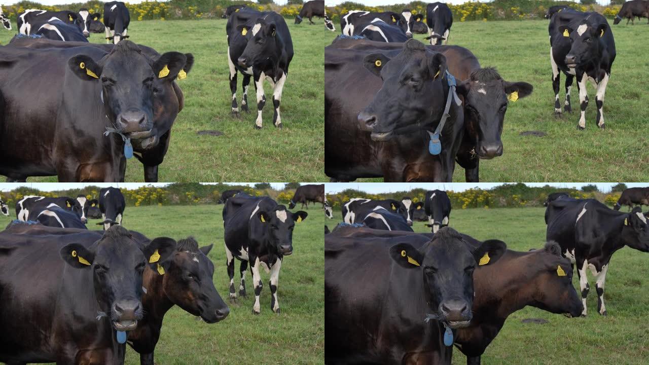 黑牛慢慢嚼草。牧场上的牛。