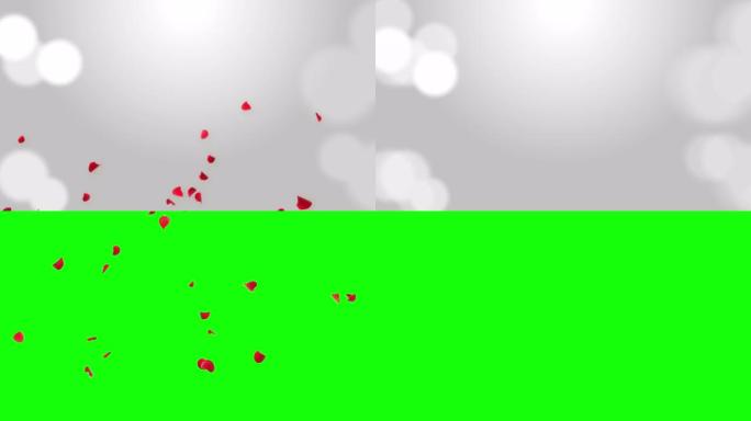 周年纪念循环背景与下降的红色玫瑰花瓣3D绿色屏幕循环动画。