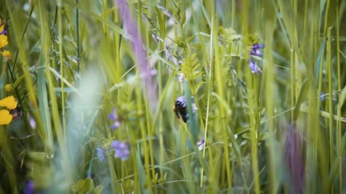 一只大黄蜂飞离一朵花的慢动作镜头