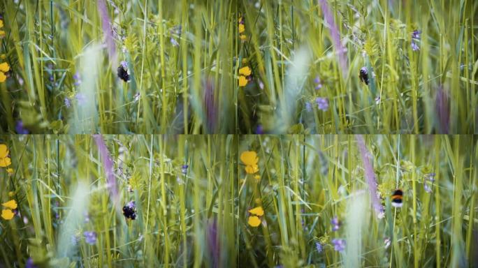 一只大黄蜂飞离一朵花的慢动作镜头