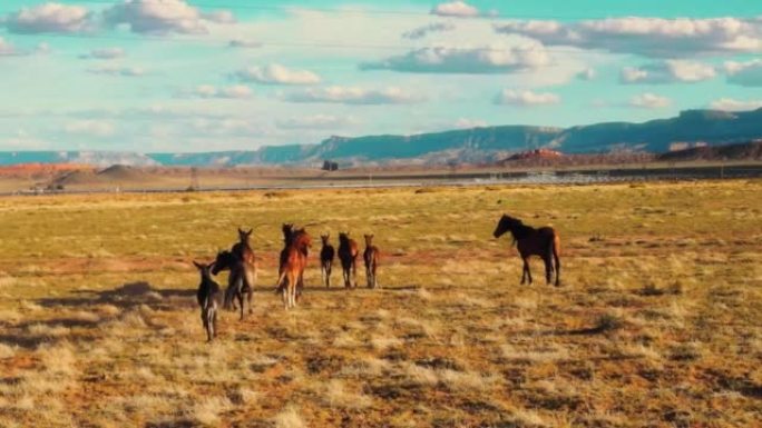 在亚利桑那州自由奔跑的一群野马的无人机空中飞行视图。