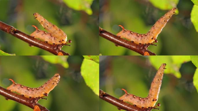 雨中，毛毛虫草鹰蛾在树枝上爬行。毛毛虫 (Hyles gallii) 是草蛾或galium狮身人面像