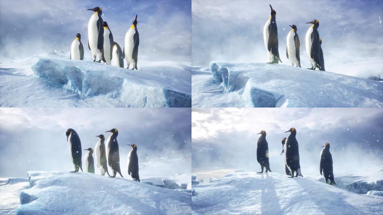 帝企鹅站在白雪覆盖的冰山中间，享受着一个冬天的早晨。冬季自然条件下巨大的高冰川。该动画非常适合自然和
