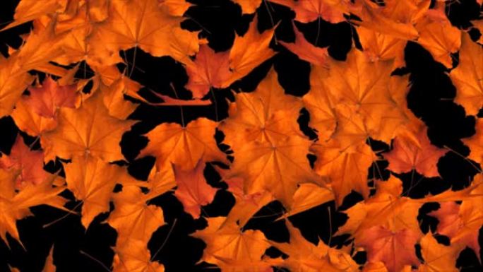抽象秋季背景，落叶枫叶和干叶3D Alpha通道循环动画。