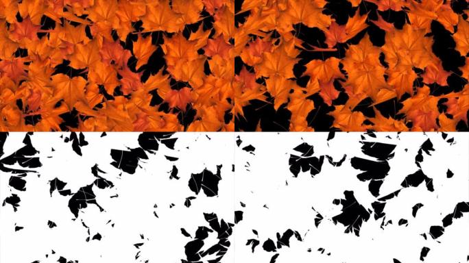 抽象秋季背景，落叶枫叶和干叶3D Alpha通道循环动画。