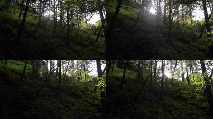 在森林中郁郁葱葱的山坡上拍摄的细节照片，背后是阳光