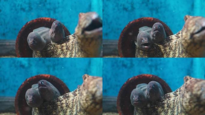 4k视频的海鳗，表情吓人