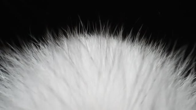 摄像机穿过动物毛皮的毛发。