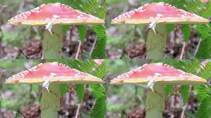 森林中的毒蘑菇特写