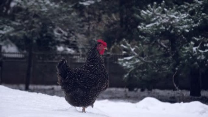 冬日的梵天家鸡