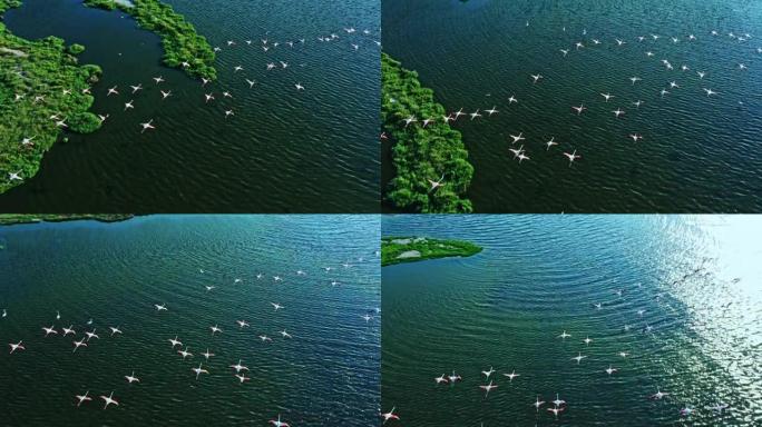 火烈鸟飞越湿地珍稀鸟类野生飞鸟跟拍生态环