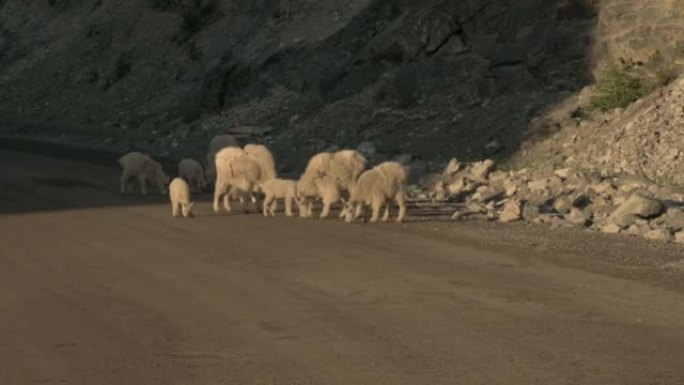 春季，山羊从公路上舔盐