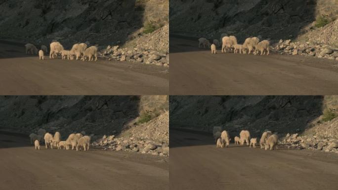 春季，山羊从公路上舔盐