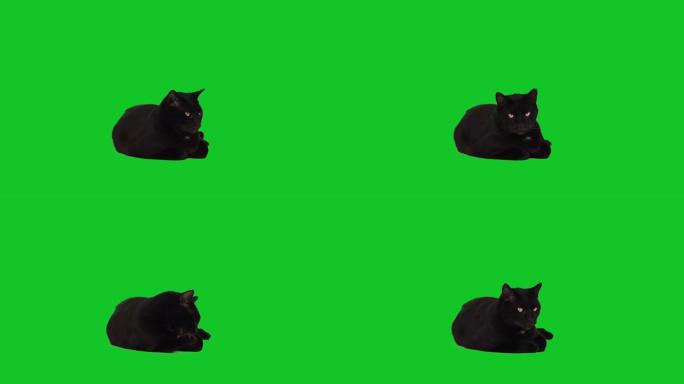可爱的黑猫躺在色度键绿色屏幕上