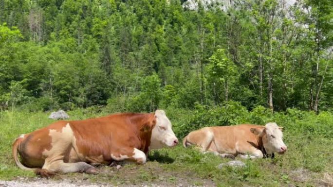两头母牛坐在场上放松
