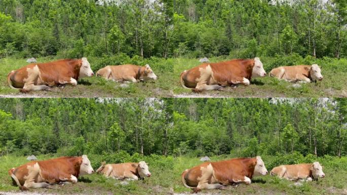 两头母牛坐在场上放松