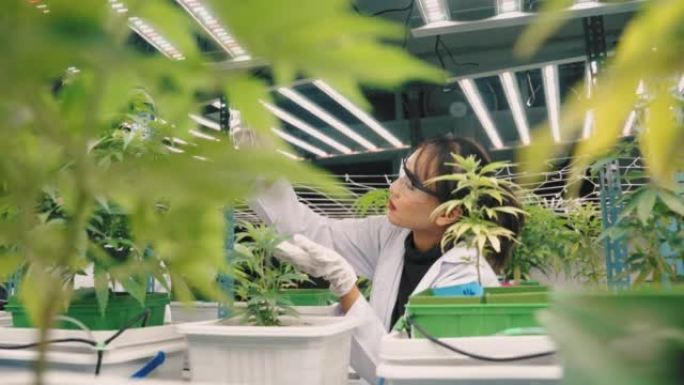 科学家女性检查温室中植物的生长