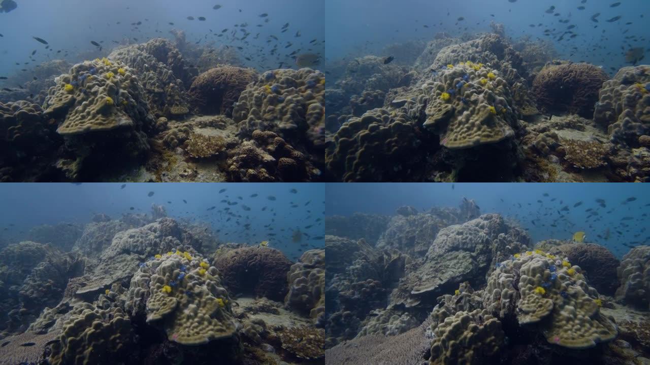 在珊瑚礁上游泳的热带鱼