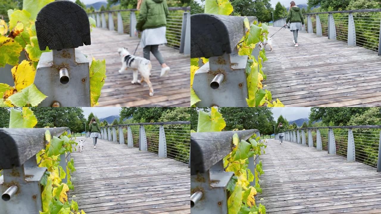 SLO MO女人walking着她的小狗过桥