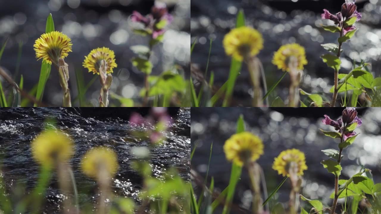 初春森林的河岸上有黄色的马蹄花。野花Tussilago farfara也称为tash植物，咳嗽草，小