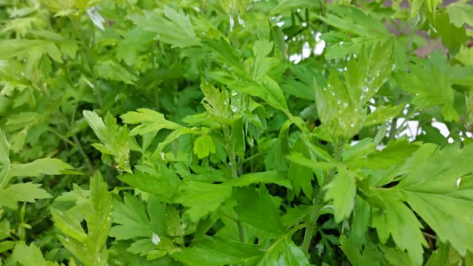 春季雨露  艾草嫩叶