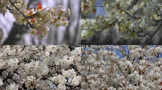 实拍济南百花公园樱花