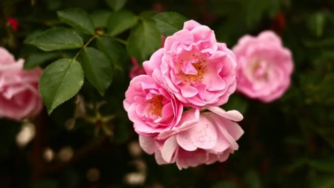 Beautiful blooming bush of pink roses summer close