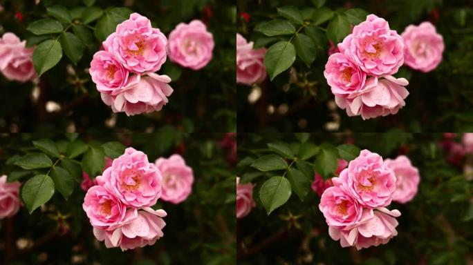 Beautiful blooming bush of pink roses summer close