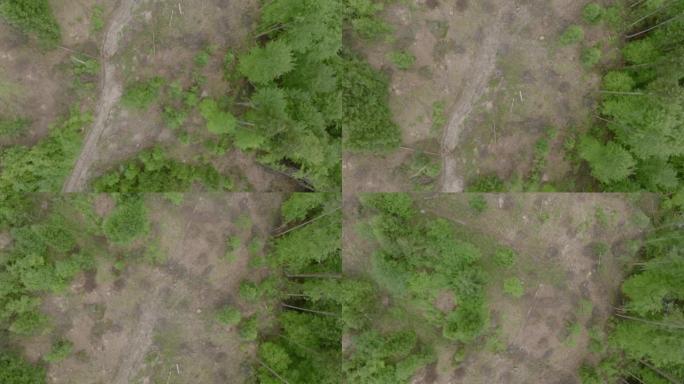 砍伐森林，砍伐和砍伐树木的空中无人机视图。