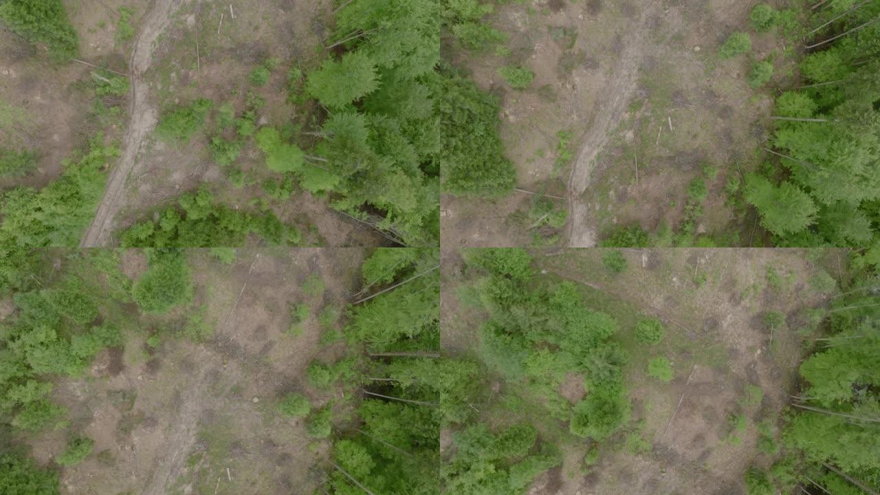 砍伐森林，砍伐和砍伐树木的空中无人机视图。