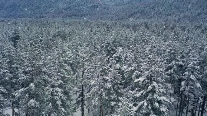 冬天美丽的雪景森林。飞过被雪覆盖的松树。